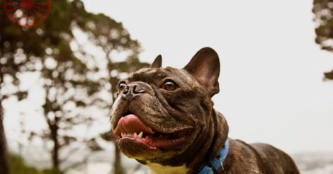 house sitting french bulldog and pug in wellington