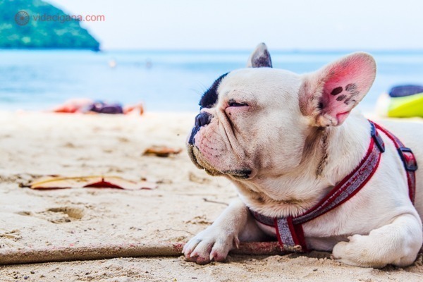 Cachorro deitado na praia em Ko Phi Phi Don