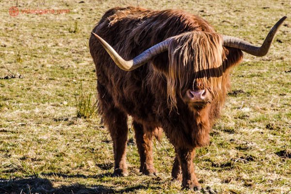 Uma Highland Cattle, gado típico da Escócia. São vacas ruivas com franjas. Os chifres são imensos.
