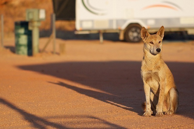 Um dingo na Austrália.