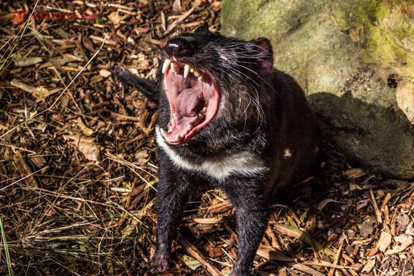 Animais típicos da Austrália: Um demônio-da-tasmânia bocejando e mostrando todos os seus dentes. Sua boca é gigantesca, ele possui os pelos negros com uma mancha branca no peito. É pequeno e está andando por um terreno cheio de folhas secas.