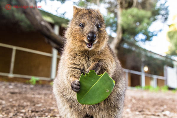 Animais típicos da Austrália: Uma linda e sorridente quokka comendo uma folha verde.