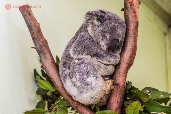 Um coala cinza dormindo em um galho de árvore em um centro de reabilitação na Austrália. 