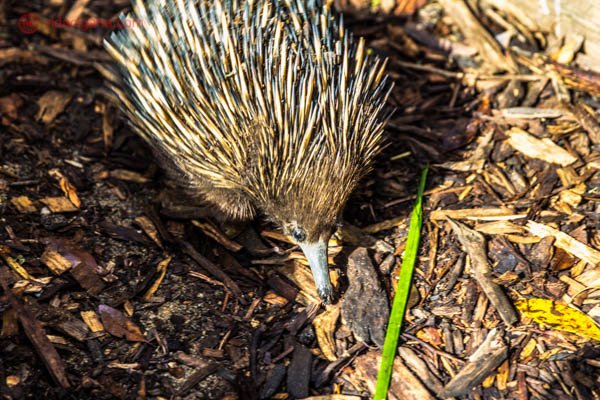 Animais típicos da Austrália: Uma equidna caminhando em meio a grama seca. Seu corpo parece o de um porco-espinho e seu rosto o de um tamanduá.