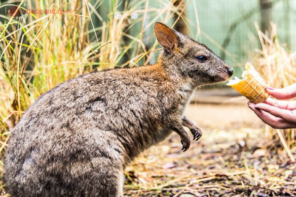 Animais típicos da Austrália: Um wallaby comendo uma casquinha feita para cangurus em um centro de reabilitação para animais silvestres na Austrália. Ele possui o pelo marrom ligereiramente alaranjado no pescoço e na cabeça.