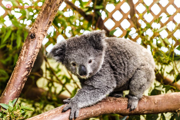Animais típicos da Austrália: Um coala cinza em cima de um galho de árvore em um centro de reabilitação de animais silvestres na Austrália. 
