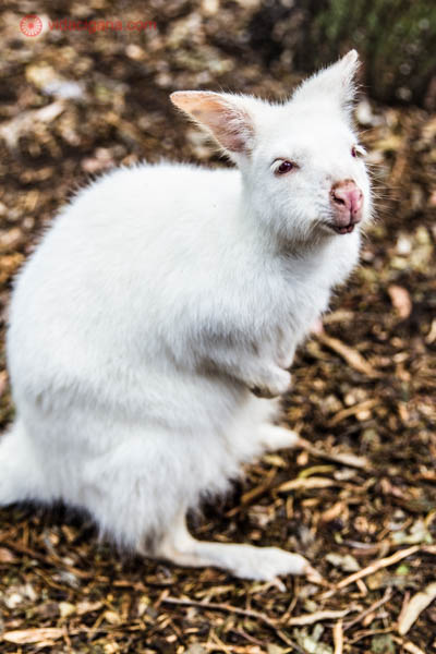 Um raro canguru albino com pelos brancos e olhos vermelhos, como um coelho. Seu nariz é rosinha e ele parece ser sensível a luz.