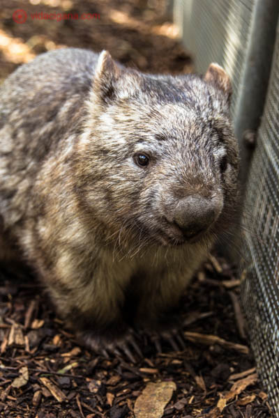 Animais típicos da Austrália: Um simpático e fofo wombat olhando para a câmera. Ele é gordinho e possui pelos marrons. É muito fofo e tem uma carinha linda.