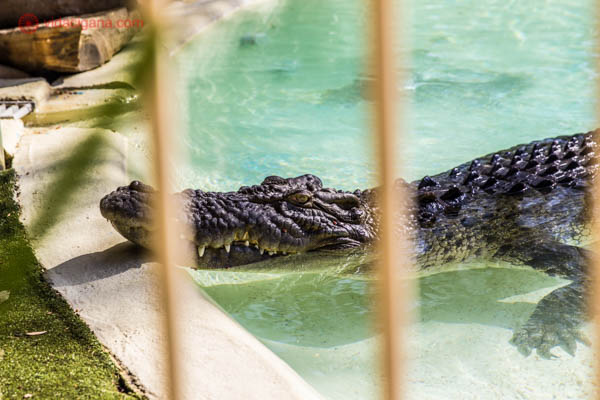 Um crocodilo dentro da água de uma piscina de um centro de reabilitação na Austrália. A foto foi tirada de fora das grades, então é possível ver as barras,