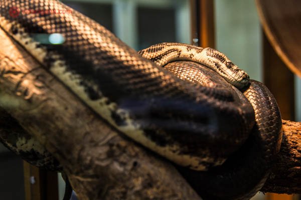 Uma cobra em reabilitação na Austrália. Ela está toda enrolada e parece triste.