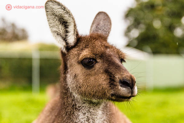 Animais típicos da Austrália: O rosto de um canguru de perto, olhando para a câmera. Ele tem os pelos marrons e está em uma área gramada e verde.