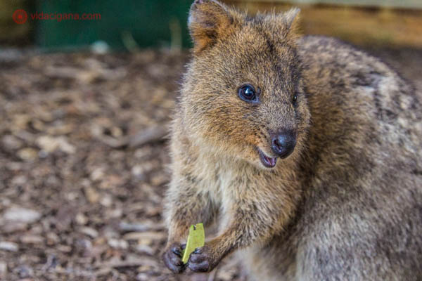 Animais típicos da Austrália: Uma quokka sorrindo enquanto come uma folha. Ela está segurando uma folha, possui o pelo marrom.