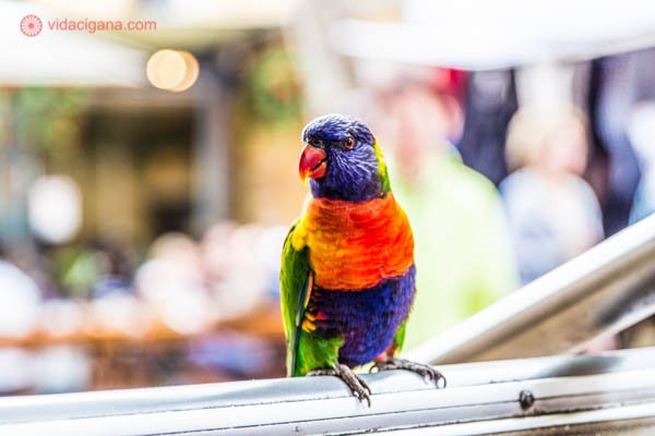 Um rainbow lorikeet, um pássaro da cor do arco íris, com a cabeça azul, pescoço laranja e amarelo, corpo verde e azul. Os olhos são vermelhos e o bico laranja.