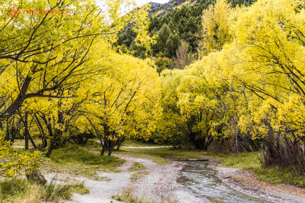Árvores com folhas completamente amarelas no outono na Nova Zelândia. Um riacho corre por entre as árvores em Arrowtown, Ilha Sul do país.