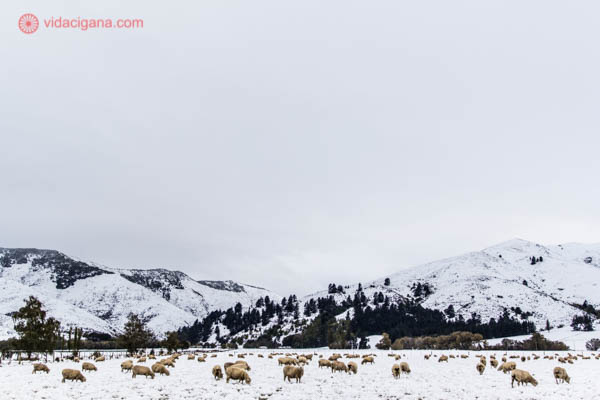 O inverno na Nova Zelândia, com suas ovelhas pastando na neve. As montanhas estão brancas, cobertas de neve.
