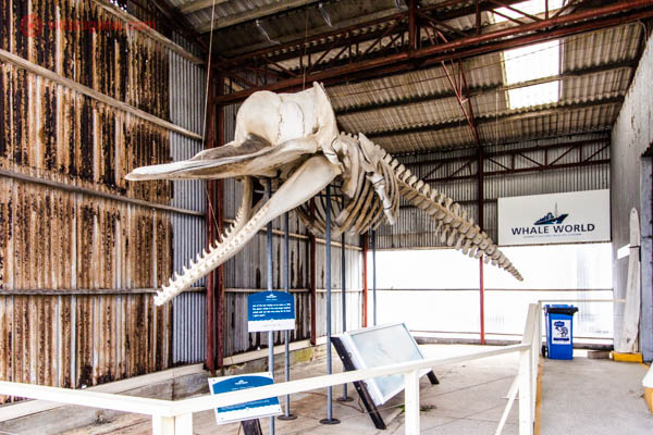 Durante nossa visita a Albany, Austrália, visitamos o Albany Whale Museum, um ex centro baleeiro que virou um museu. Na foto, a ossada de uma baleia pendurada num galpão do museu.