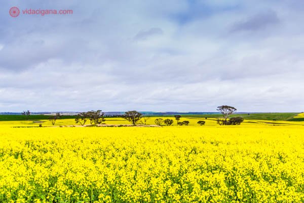Um campo de canola em Margaret River Australia, na estrada. O campo é lindo, todo amarelo. O céu está nublado ao fundo.