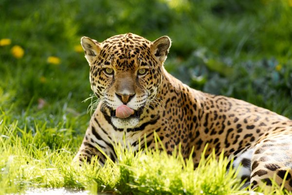 O que fazer em Belize: Observar a vida selvagem em Belize é uma das grandes atrações do país. Com seus lindos jaguares (equivalente as nossas onças pintadas), Belize possui ótimos centros de reabilitação e proteção a esses animais.