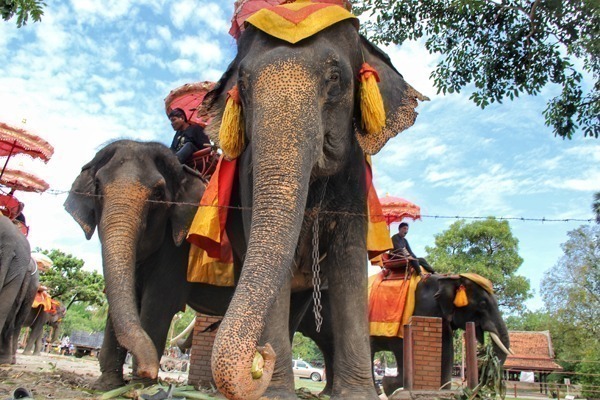 Ayutthaya na Tailândia possui passeios em elefantes, mas não concordamos com isso devido aos maus tratos submetidos aos animais. 