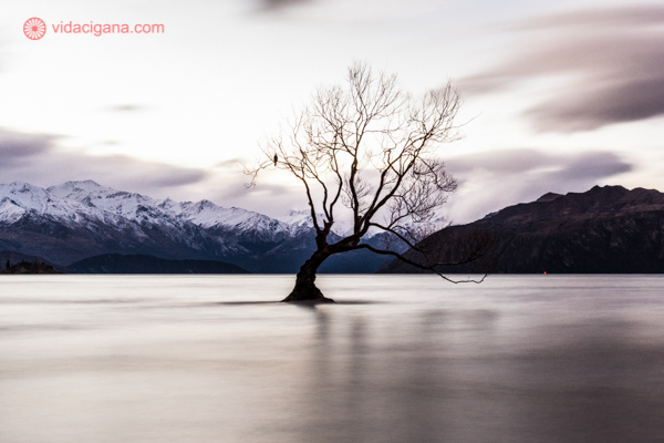 os principais pontos turísticos da nova zelândia: a famosa árvore do lago wanaka