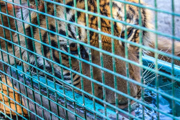 roteiro em buenos aires: tigre enjaulado no zoológico de luján