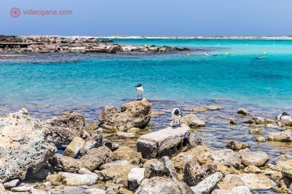 Aluguel de carro em Aruba: Esta é Baby Beach, uma das melhores praias da ilha, bem ao sul.