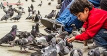 O que fazer em La Paz: ver os locais alimentarem os milhares de pombos na Plaza Murillo.