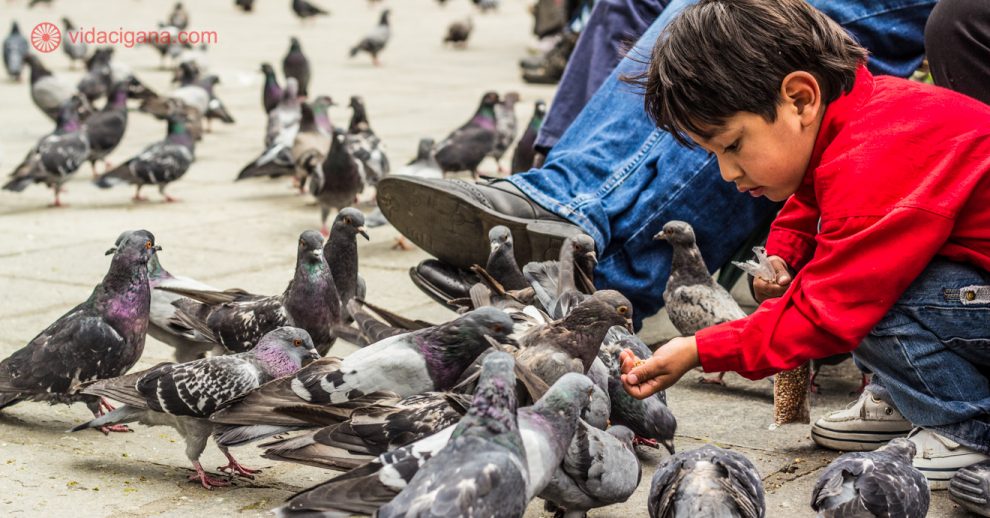 O que fazer em La Paz: ver os locais alimentarem os milhares de pombos na Plaza Murillo.