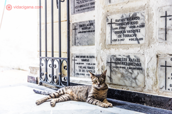 O que fazer em Cartagena: Um gato dentro de uma cripta no Santuário San Pedro Claver