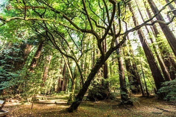 O que fazer em San Francisco: Visitar o Muir Woods