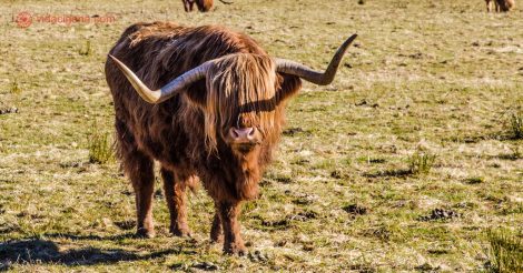 Pontos turísticos da Escócia: Visitar os highlands e ver as highland cows!