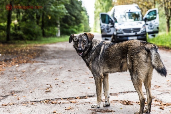 Como visitar Chernobyl: Tarzan, o cachorro de Chernobyl, olhando para a câmera em frente a nossa van.