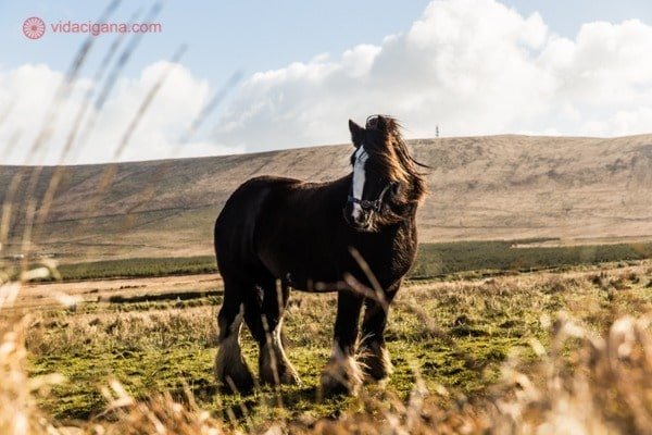 Roteiro Irlanda: um cavalo preto no gramado, com o vento batendo em sua crina