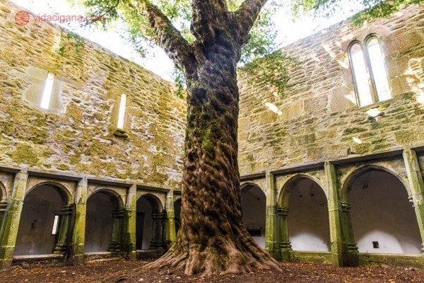 Roteiro Irlanda: O interior da Muckross Abbey, uma ruína com uma árvore dentro de seu pátio