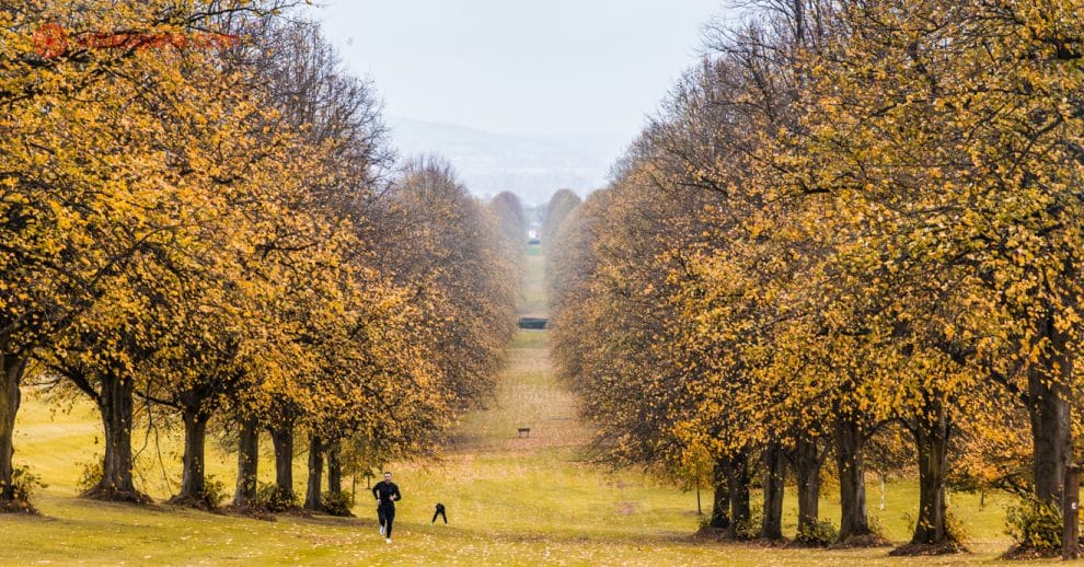 O que fazer em Belfast: árvores amarelas no outono formando um caminho em um vale, com 2 homens vestidos de preto correndo colina acima