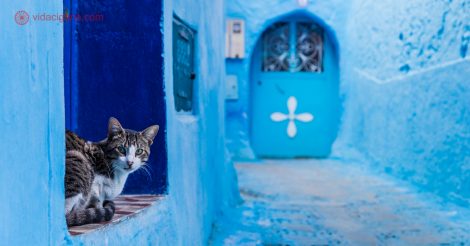 Chefchaouen: A cidade azul do Marrocos, na foto vemos um gatinho sentado no beiral de uma porta olhando para a câmera, em uma rua completamente azul, com um portão azul ao fundo.