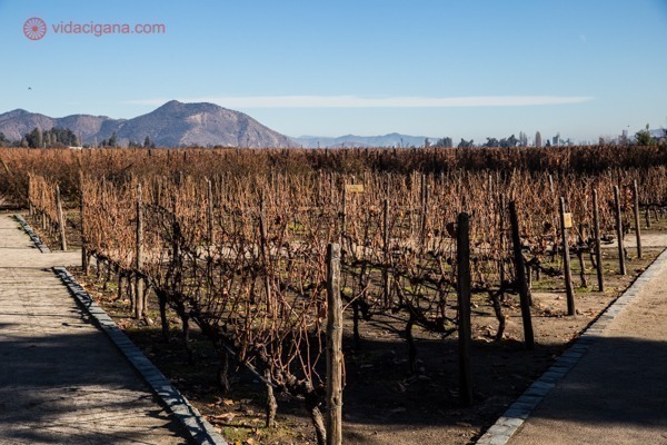 vista dos vinhedos da concha y toro