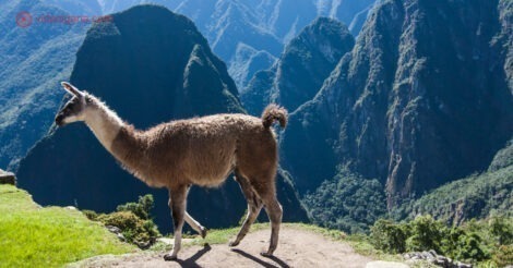 Onde ficar em Cusco: uma lhama andado por entre as montanhas de Machu Picchu