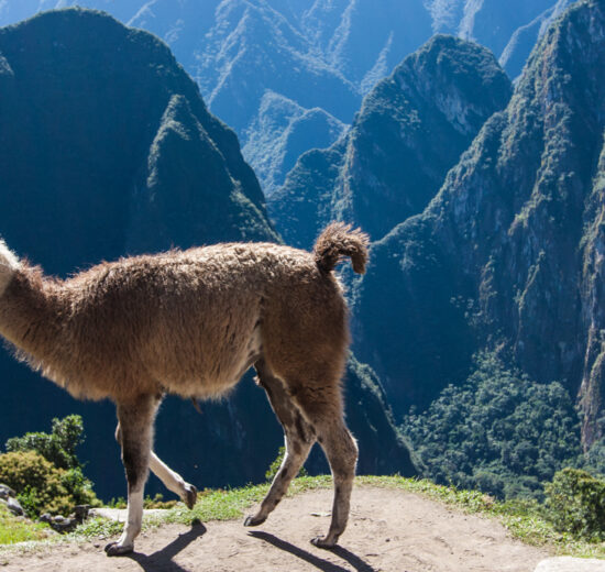Onde ficar em Cusco: uma lhama andado por entre as montanhas de Machu Picchu