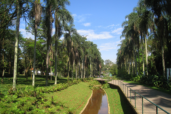 O Jardim Botânico de São Paulo, com um córrego, cheio de palmeiras e muito verde