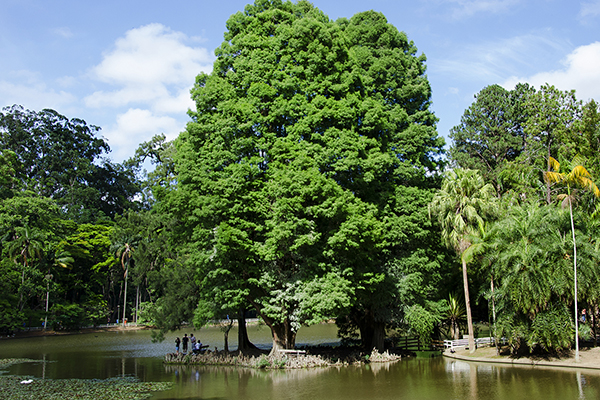 O Parque Estadual Alberto Löfgren cheio de árvores imensas, e um lago com algumas pessoas em sua margem