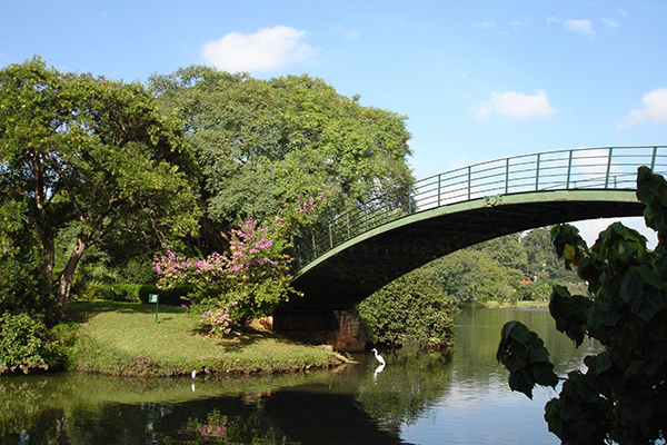 A ponte verde dentro do Parque do Ibirapuera, cheio de árvores, lagos e flores