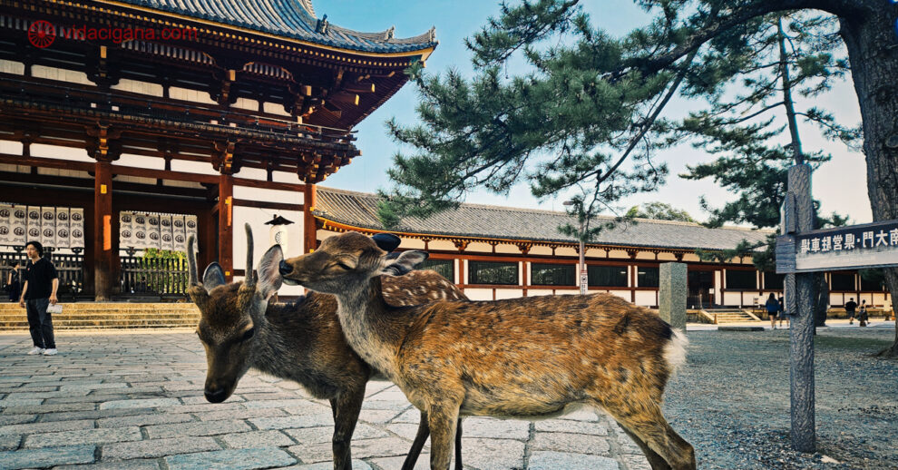 O que fazer em Nara: Dois veados lambendo a orelha um do outro em frente a um lindo templo em Nara