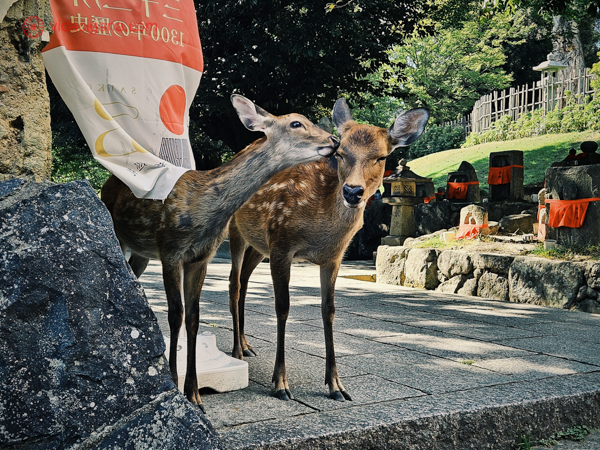 O que fazer em Nara: dois veados se lambendo em um parque em Nara