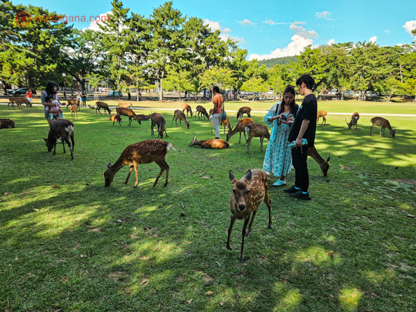 Pessoas alimentando veados em Nara Park