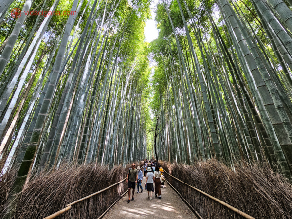 A foto mostra a floresta de bambu, atração famosa de Arashiyama, em Kyoto.