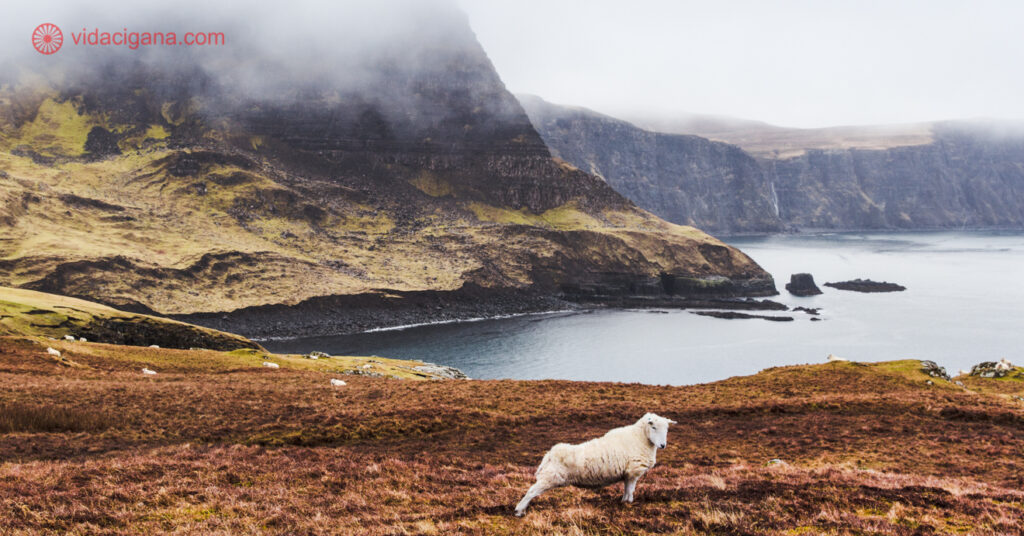 A foto mostra uma ovelha, em meio ao cenário típico da ilha. Em qualquer que seja sua escolha de onde ficar na Ilha de Skye, verá montanhas cobertas pela neblina pela manhã. 