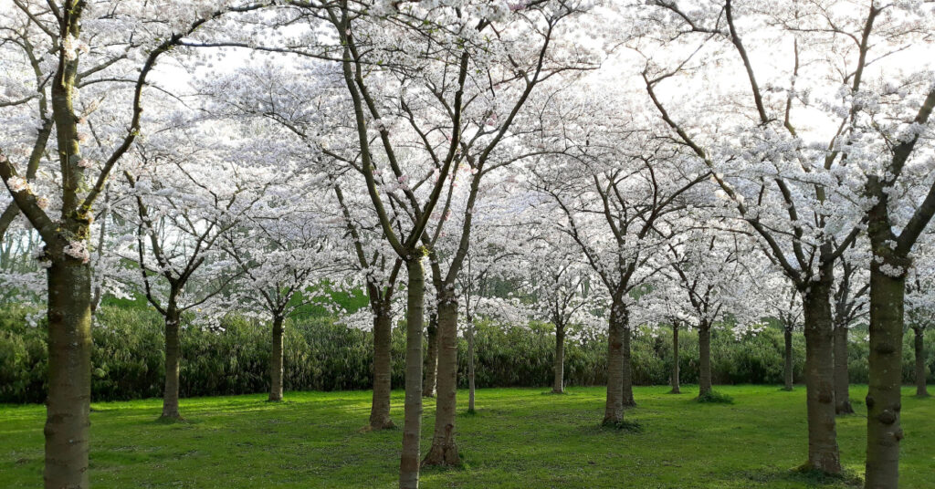 Foto das árvores de folhas brancas no parque Amsteramse Bos. 