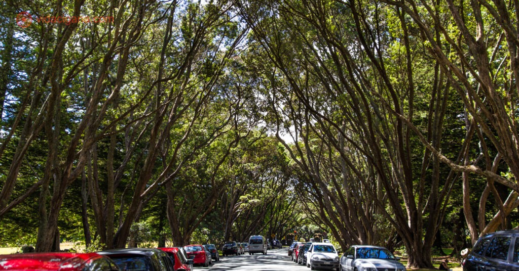 Uma rua em Auckland com seus carros estacionados e repleta de árvores com galhos altos e verdes. O dia está ensolarado.