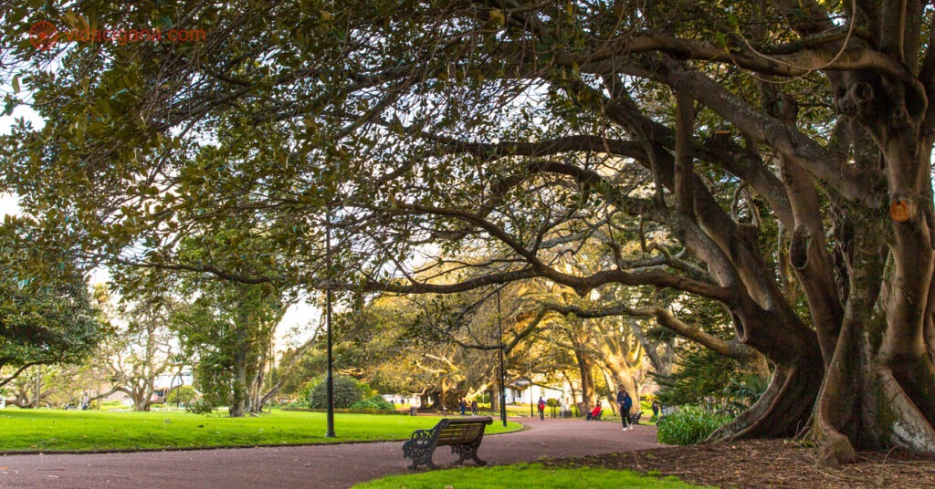 O Albert Park, em Auckland, na Nova Zelândia. Na foto, vemos um banco vazio embaixo de uma enorme árvore com folhas verdes. Um caminho de cimento se encontra entre a grama verde.